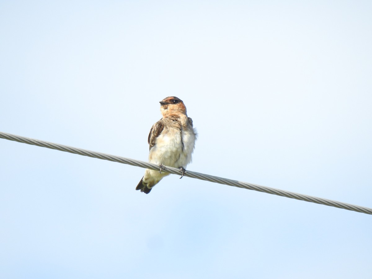 Cave Swallow - Daniel Lane