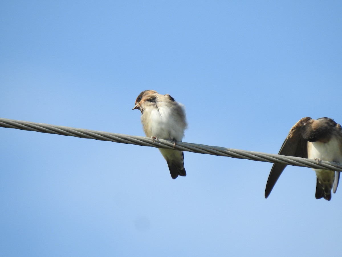 Cave Swallow - Daniel Lane