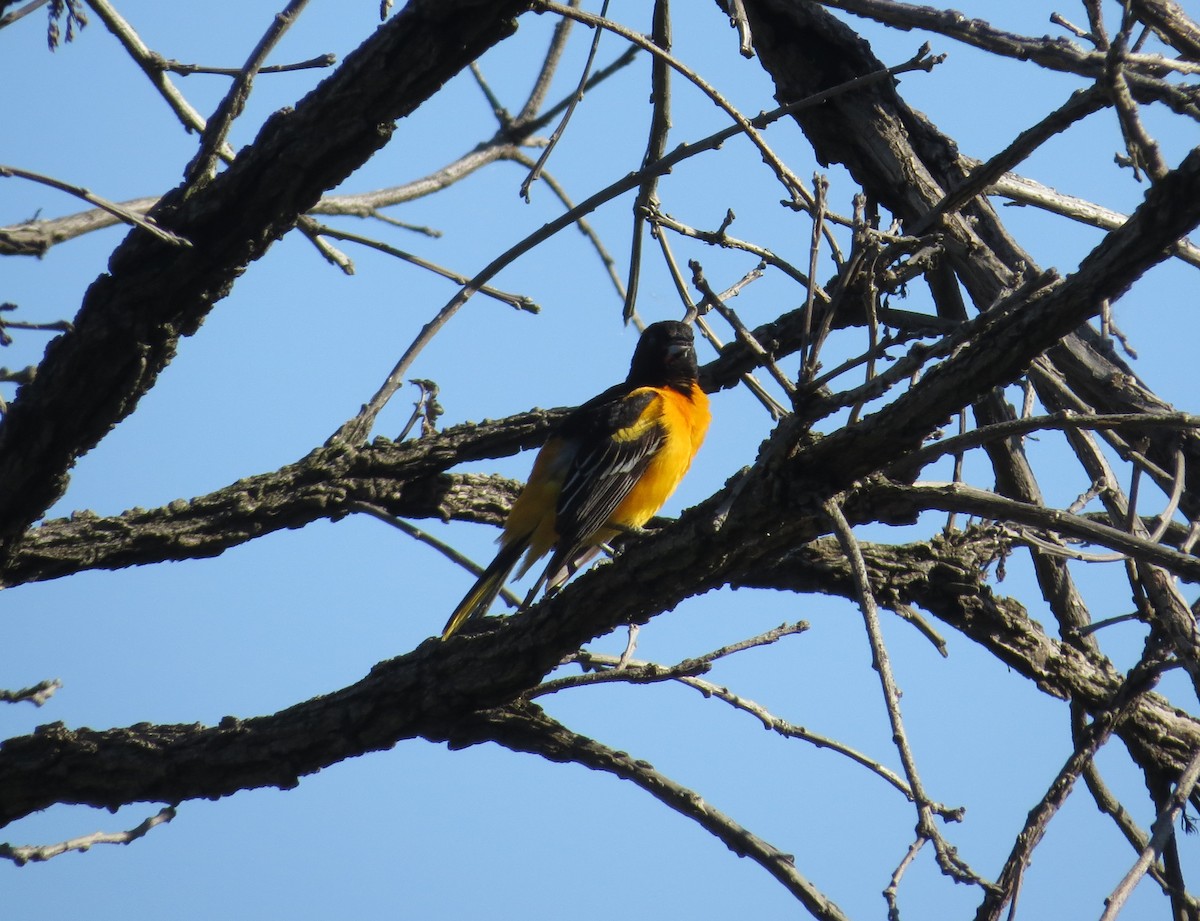 Baltimore Oriole - ML456770061