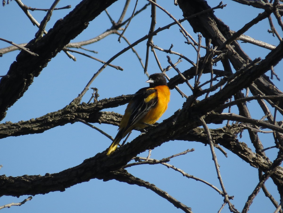 Baltimore Oriole - ML456770071