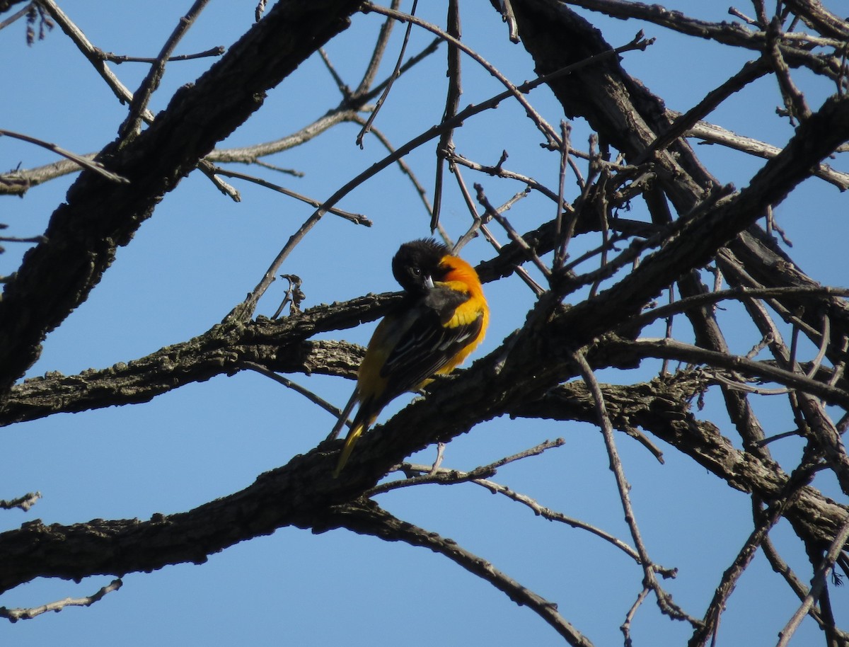 Baltimore Oriole - ML456770081