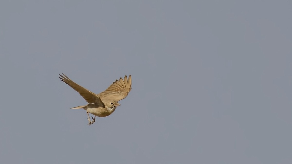 עפרוני חכלילי - ML456770971