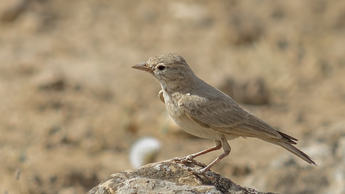 עפרוני חכלילי - ML456770991