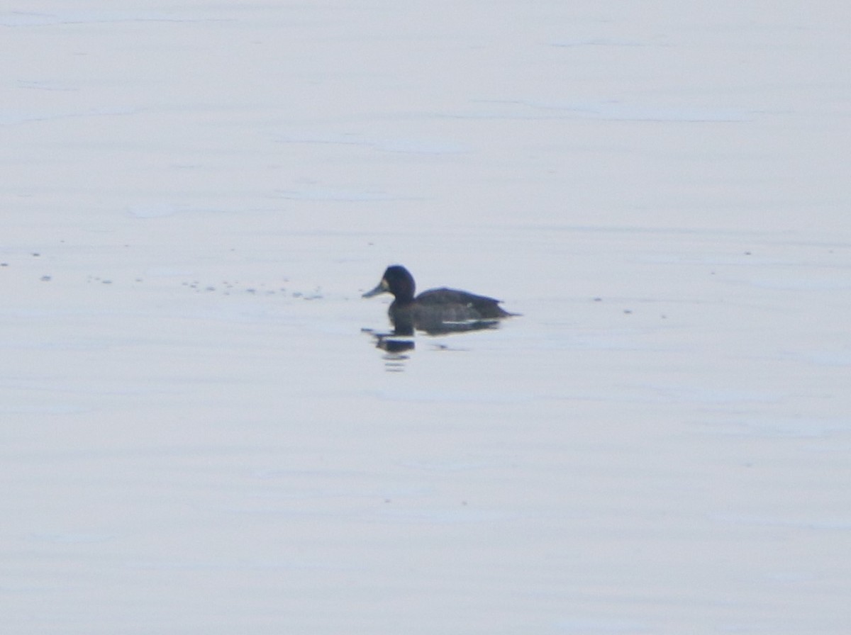Greater Scaup - ML45677181