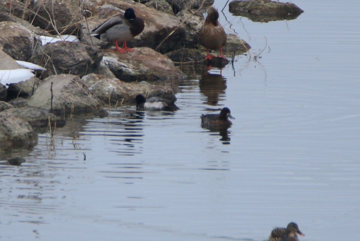 Greater Scaup - ML45677221