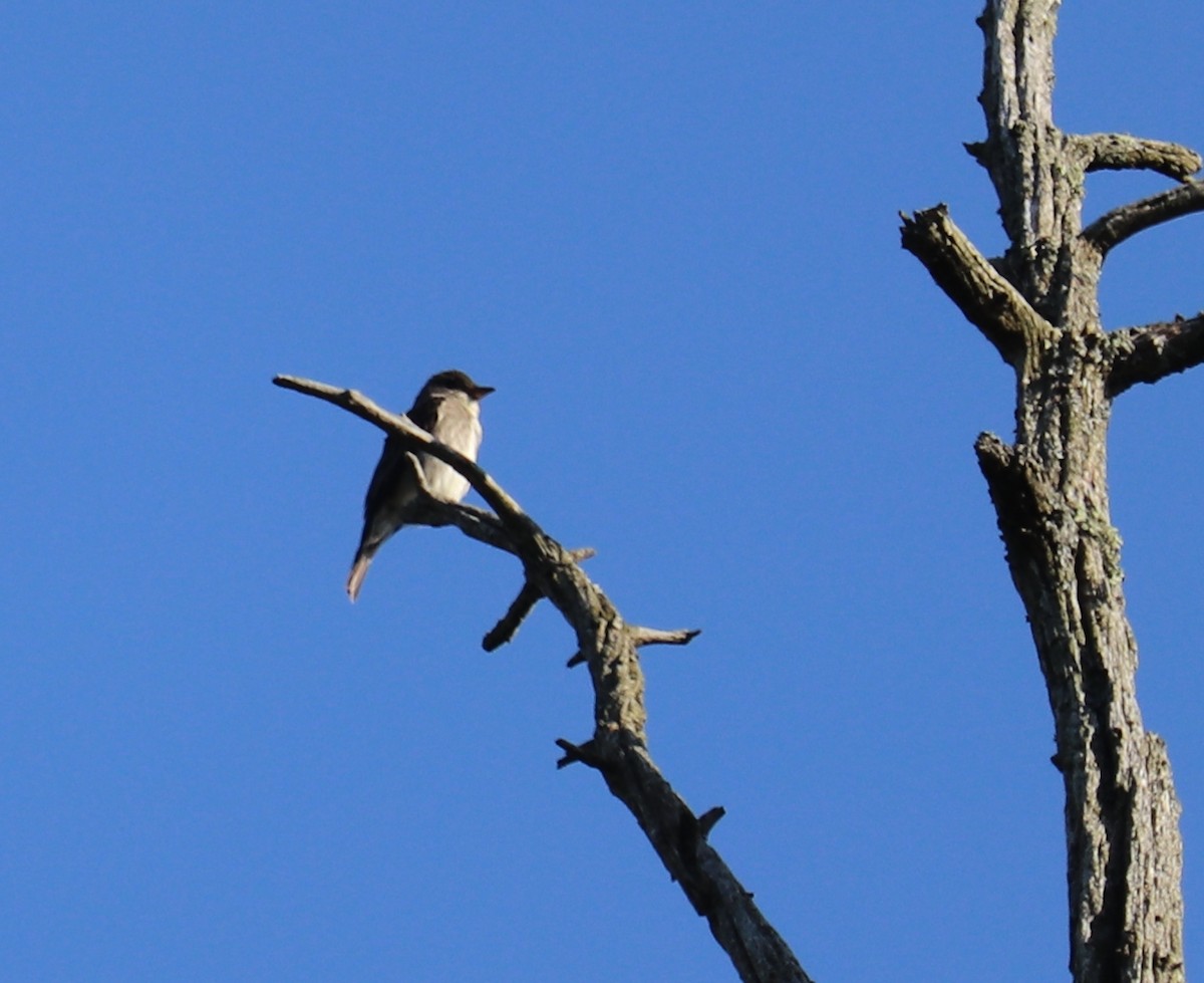 Olive-sided Flycatcher - ML456772501