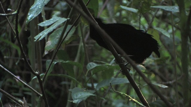 Lawes's Parotia - ML456773