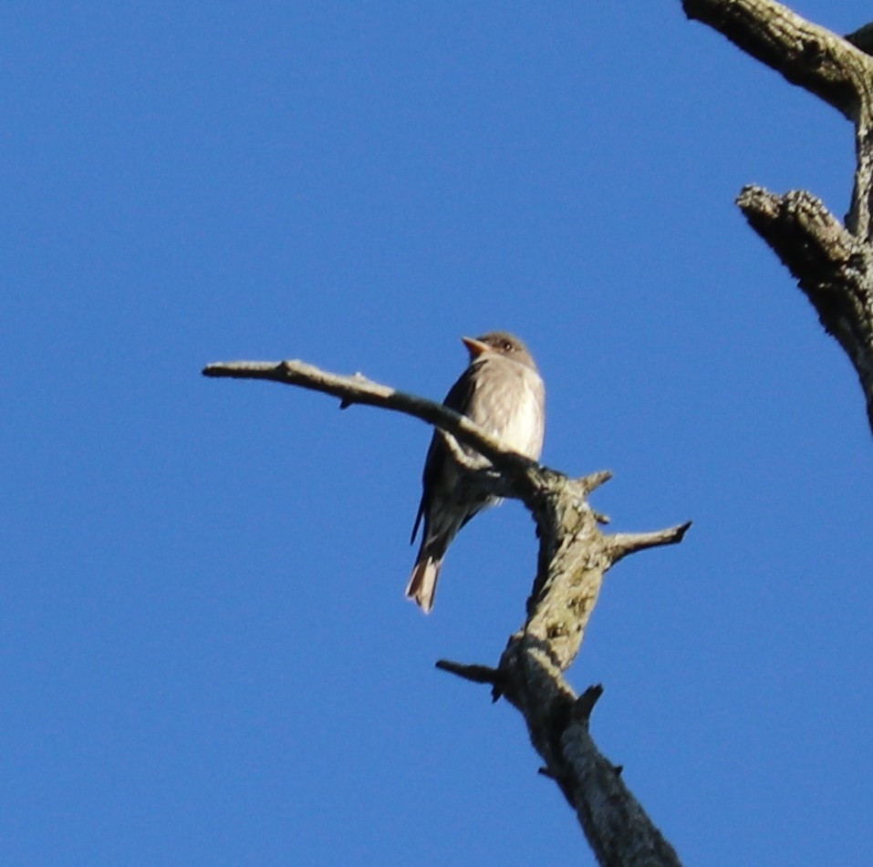 Olive-sided Flycatcher - ML456773011