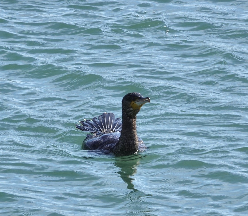 Тураг гогой - ML456773271