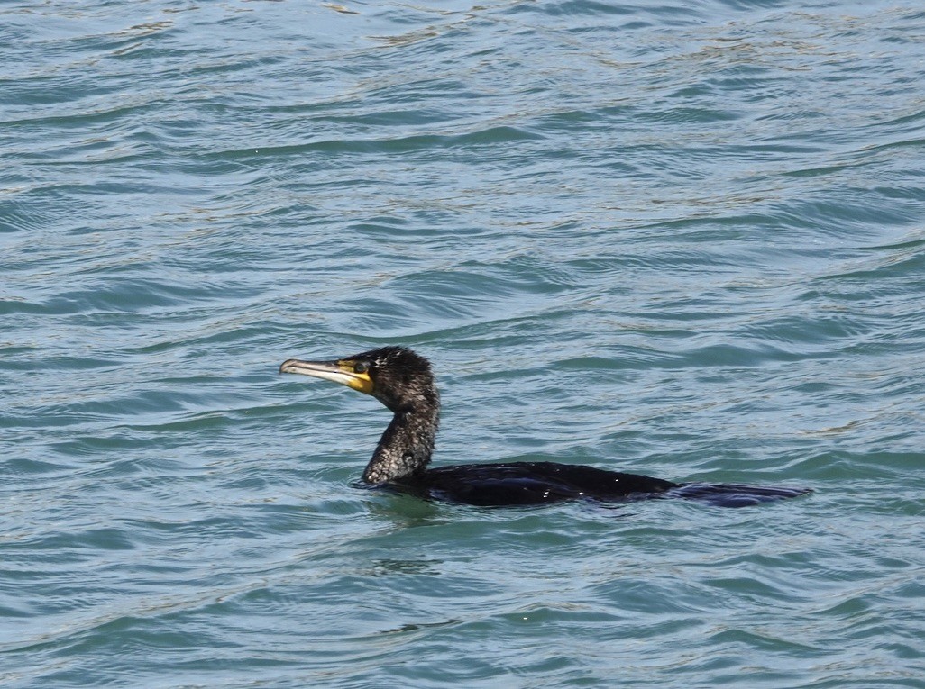 Тураг гогой - ML456773321