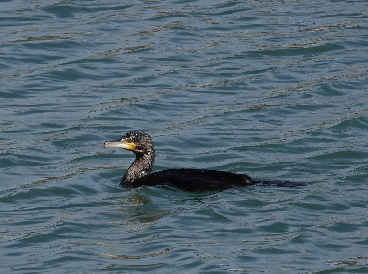 Тураг гогой - ML456773341