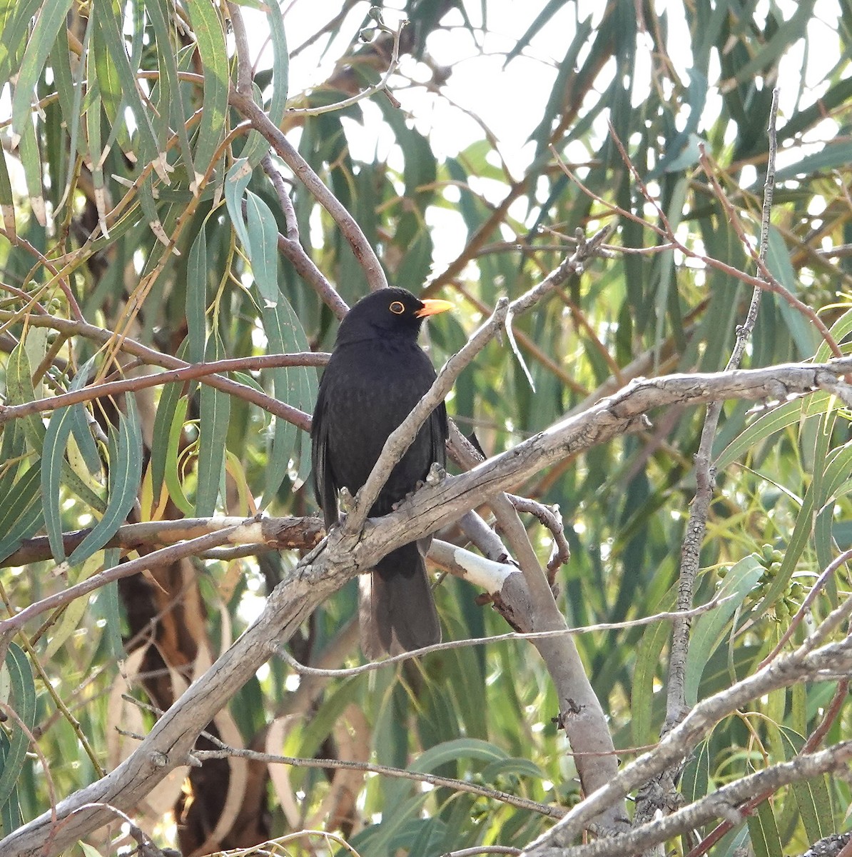 Eurasian Blackbird - ML456773391