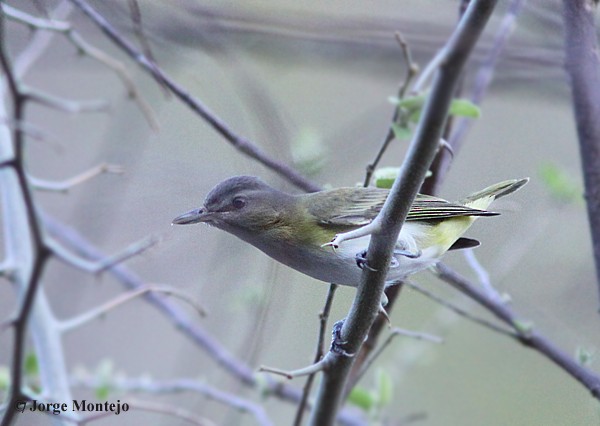 Sarı Böğürlü Vireo - ML456773591