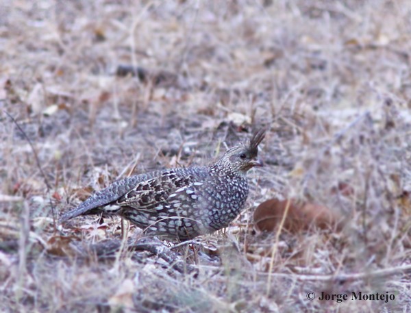 Elegant Quail - ML456774821