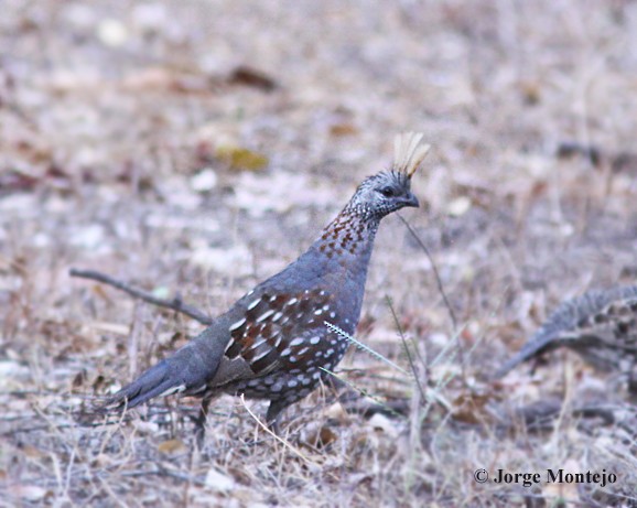 Elegant Quail - ML456774841