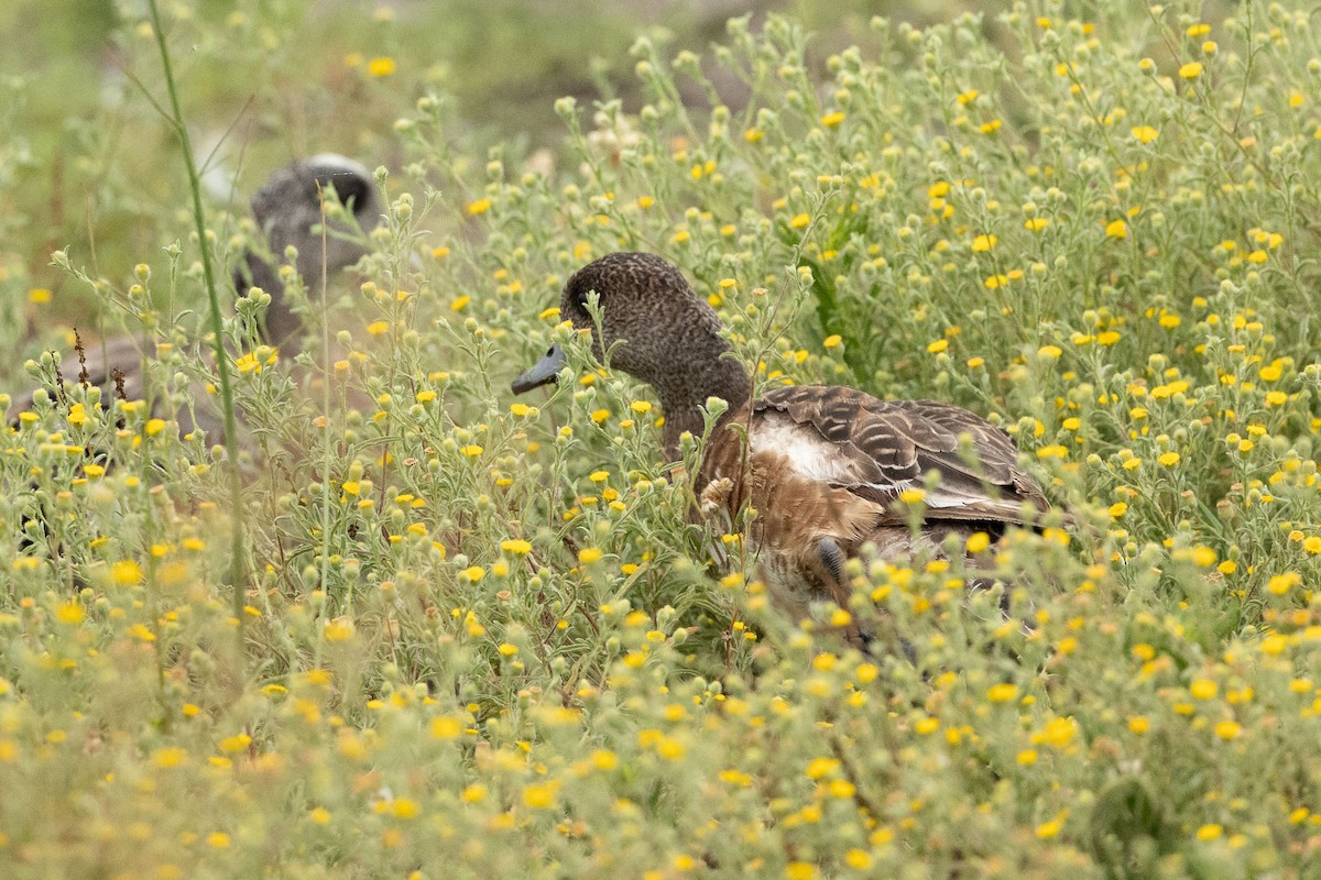American Wigeon - ML456775011