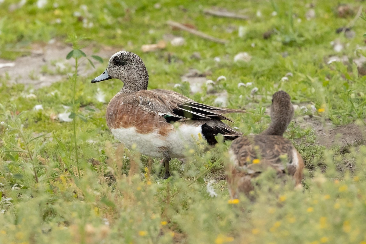 American Wigeon - ML456775051