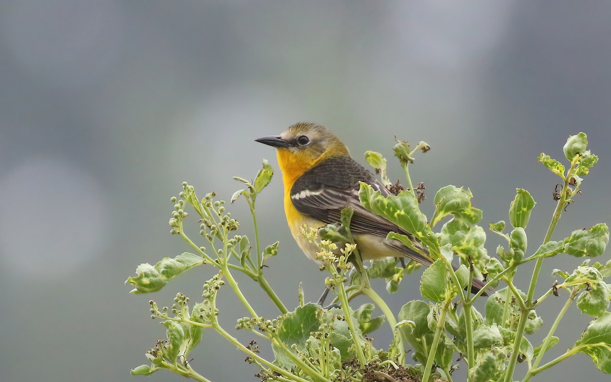 Yellow-breasted Chat x Hooded Oriole (hybrid) - ML456775521