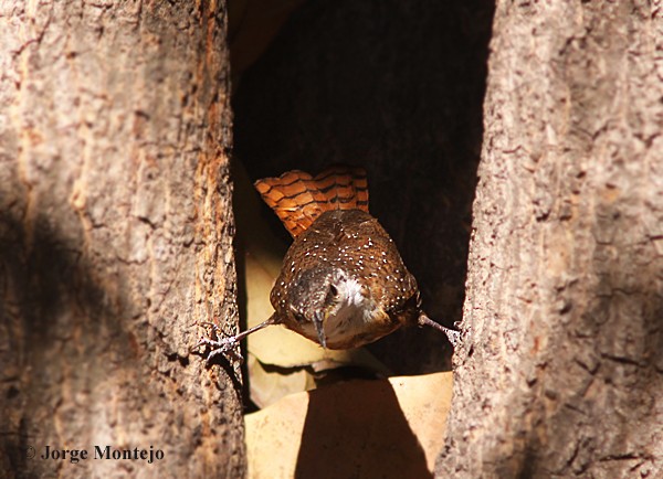 Canyon Wren - Jorge Montejo