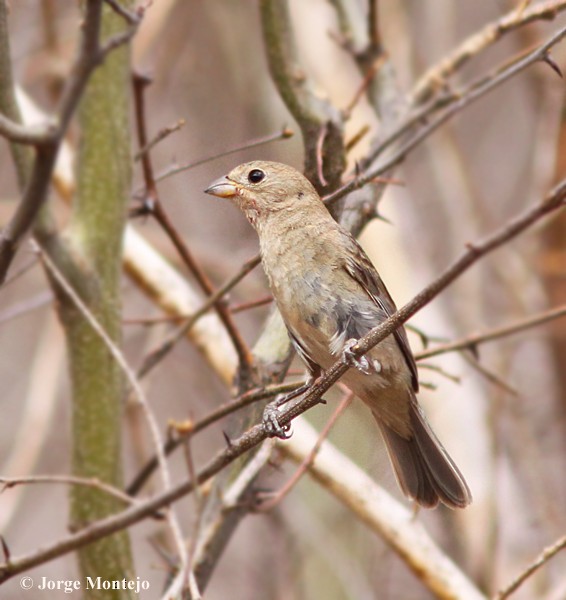 Varied Bunting - ML456776051