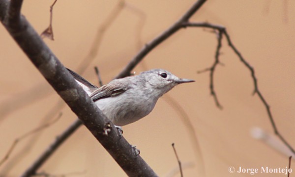 Black-capped Gnatcatcher - ML456776341