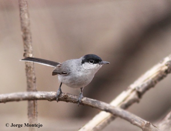 Black-capped Gnatcatcher - ML456776381