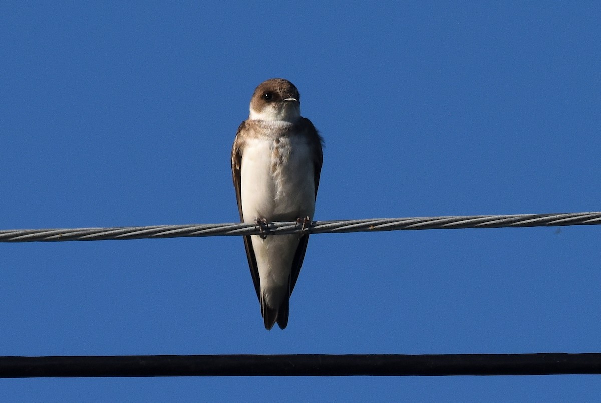 Bank Swallow - ML456778021