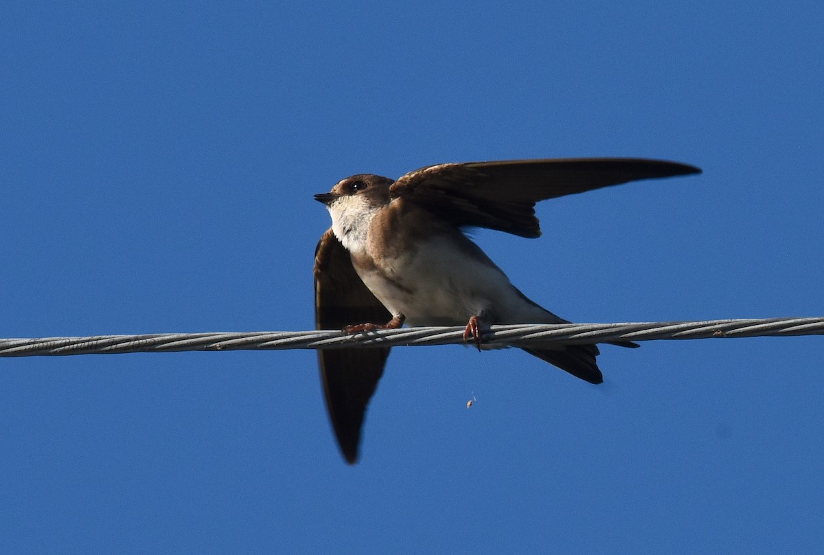 Bank Swallow - ML456778051