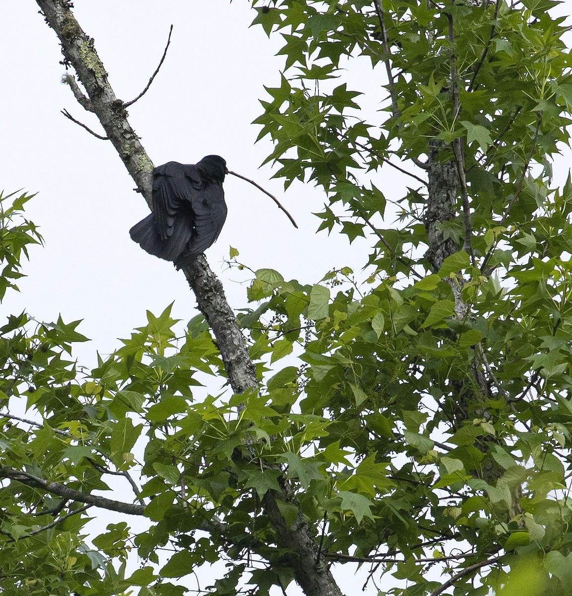 American Crow - ML456778371