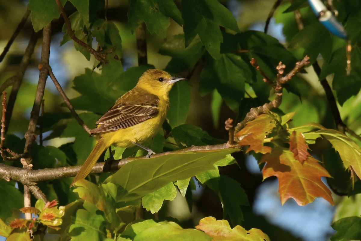 Orchard Oriole - ML456778561