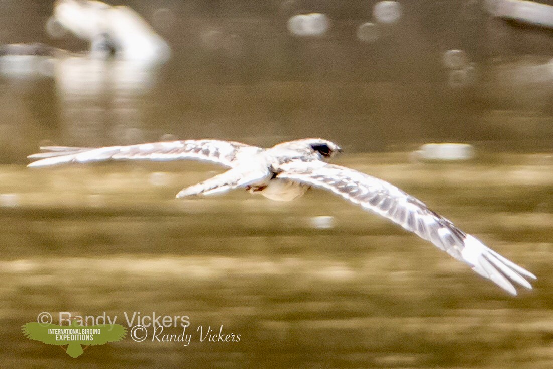 Ladder-tailed Nightjar - ML456778791