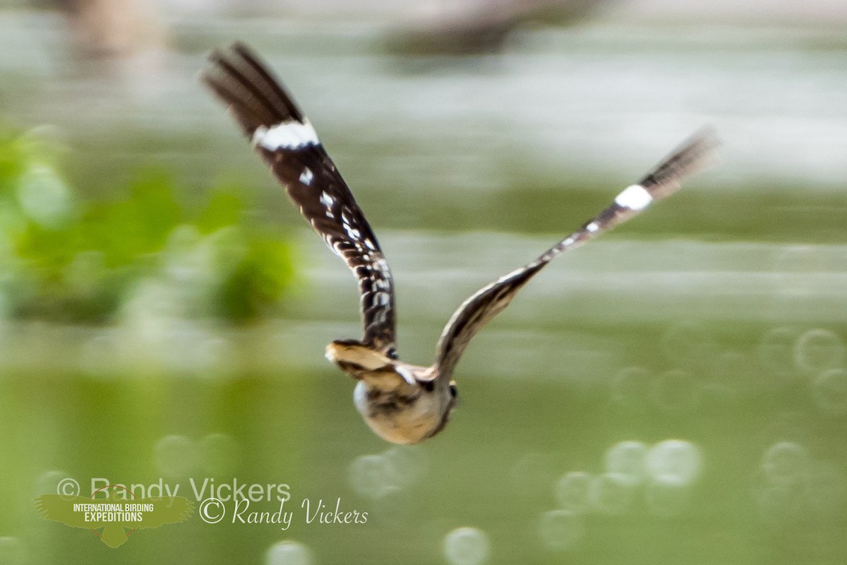 Ladder-tailed Nightjar - ML456778801