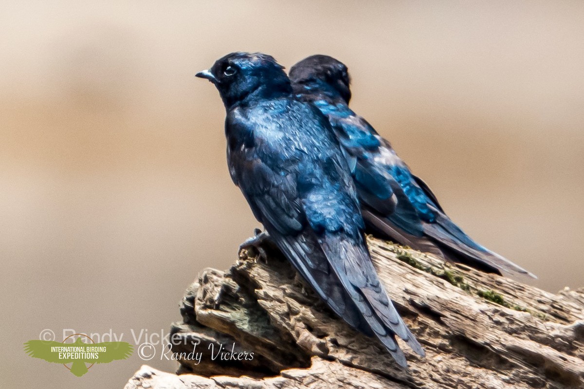 White-banded Swallow - ML456779321