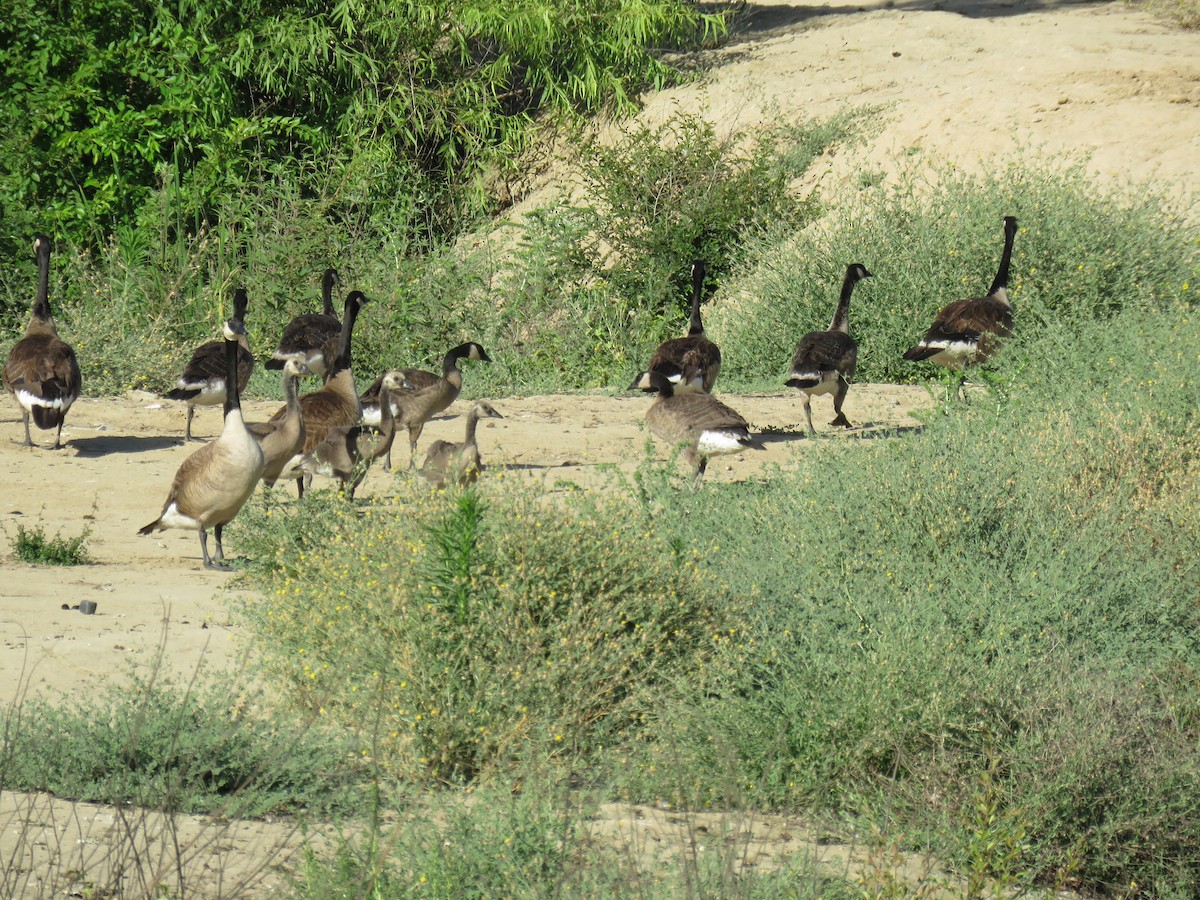 Canada Goose - ML456779881