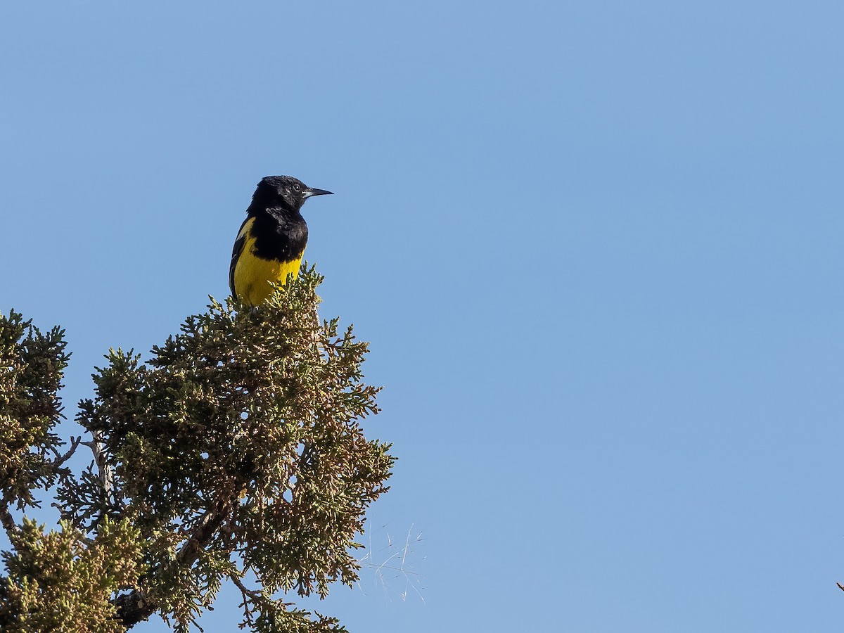 Scott's Oriole - Lee Wallace