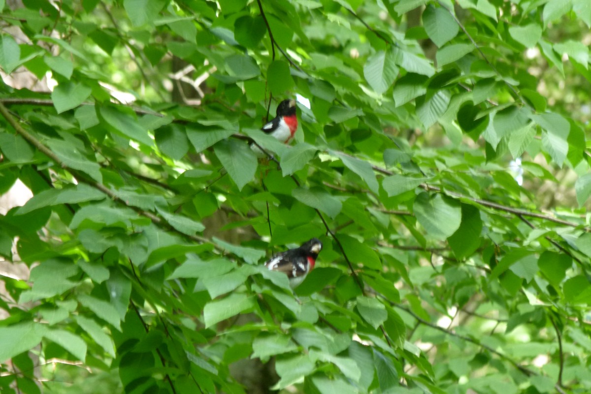 Rose-breasted Grosbeak - ML456780481