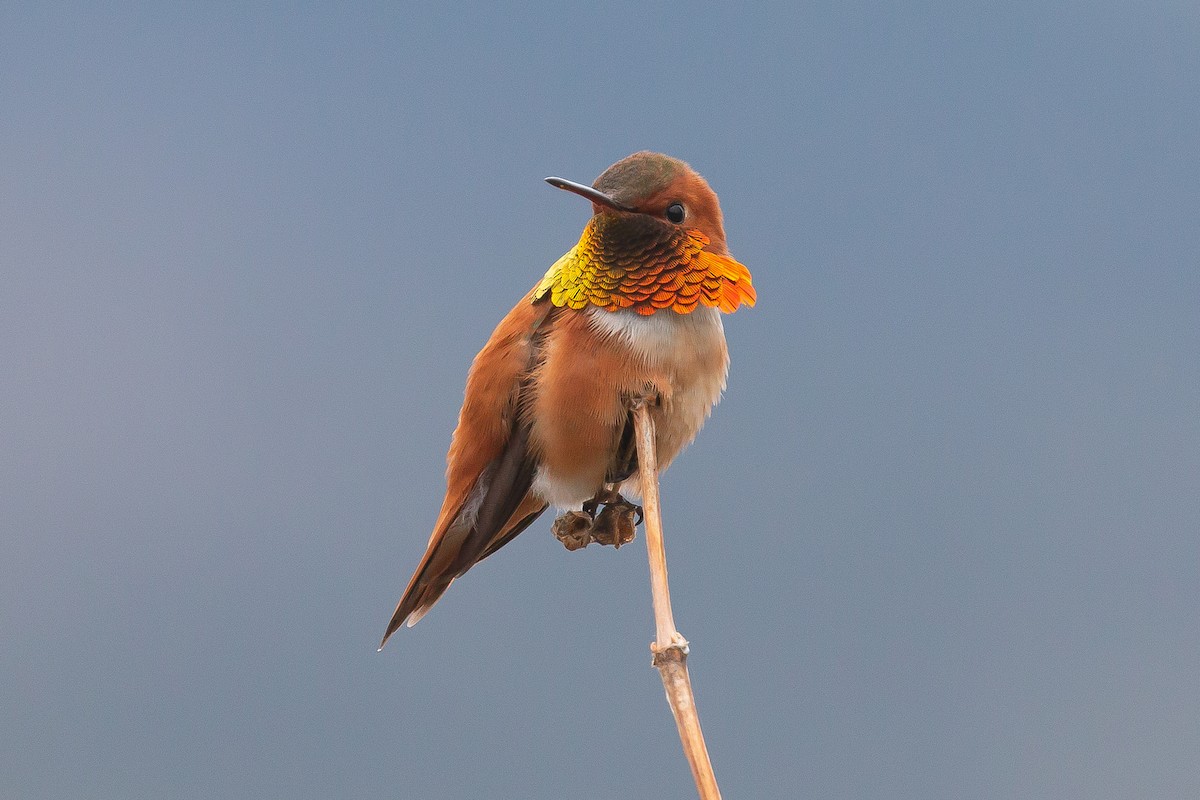 Rufous Hummingbird - Rick Hardy