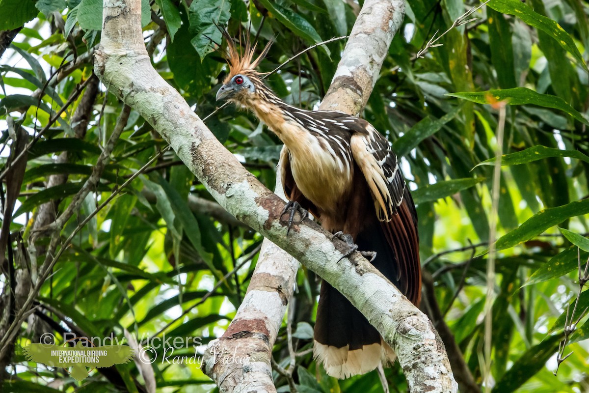 Hoatzin - Randy Vickers