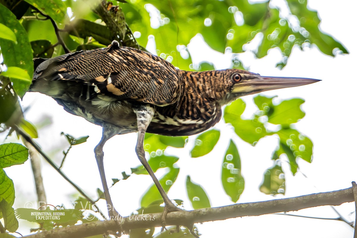 Rufescent Tiger-Heron - Randy Vickers