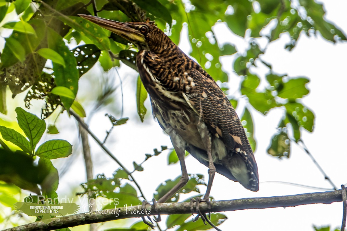 Rufescent Tiger-Heron - Randy Vickers