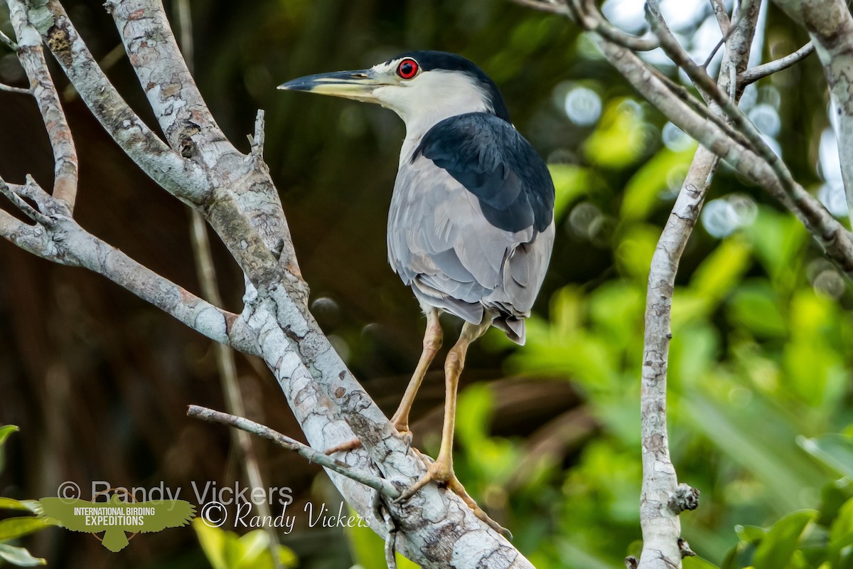 Black-crowned Night Heron - ML456782731