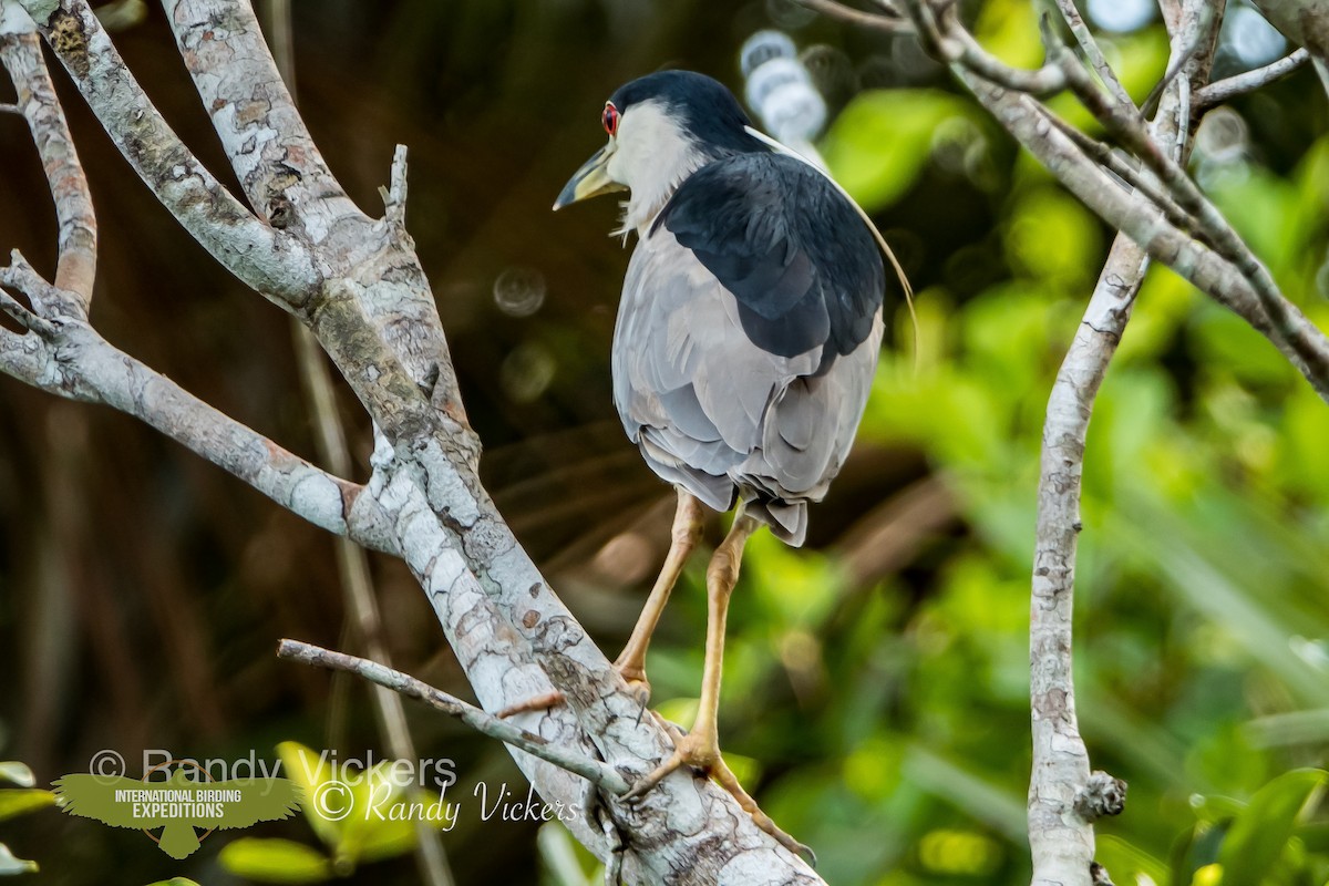 Black-crowned Night Heron - Randy Vickers