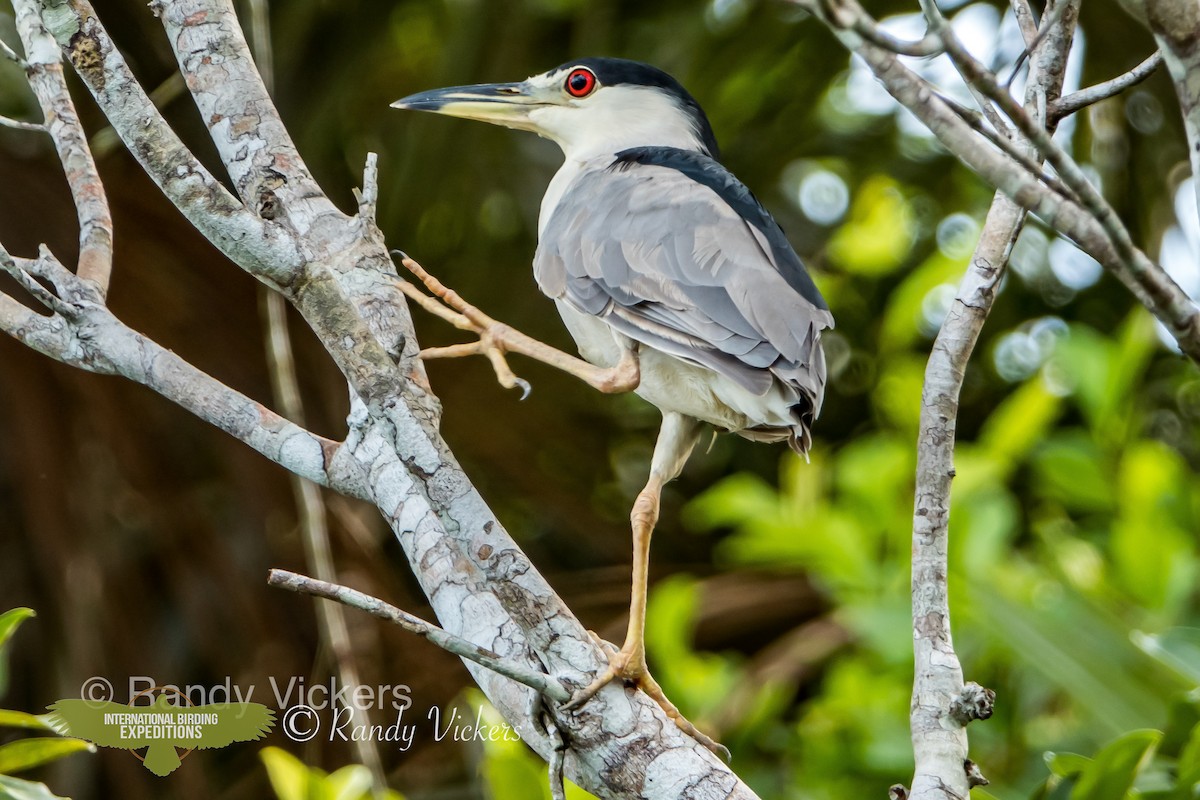 Black-crowned Night Heron - Randy Vickers