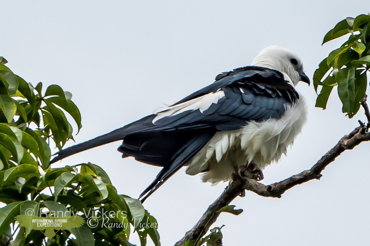 Swallow-tailed Kite - Randy Vickers