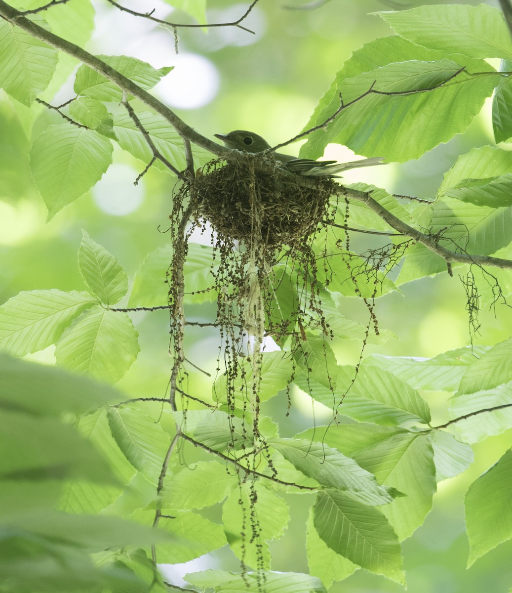 Acadian Flycatcher - ML456782831