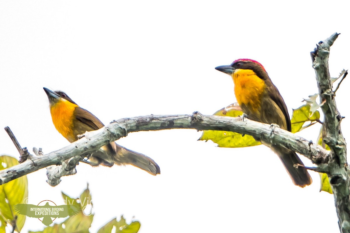 Scarlet-crowned Barbet - Randy Vickers