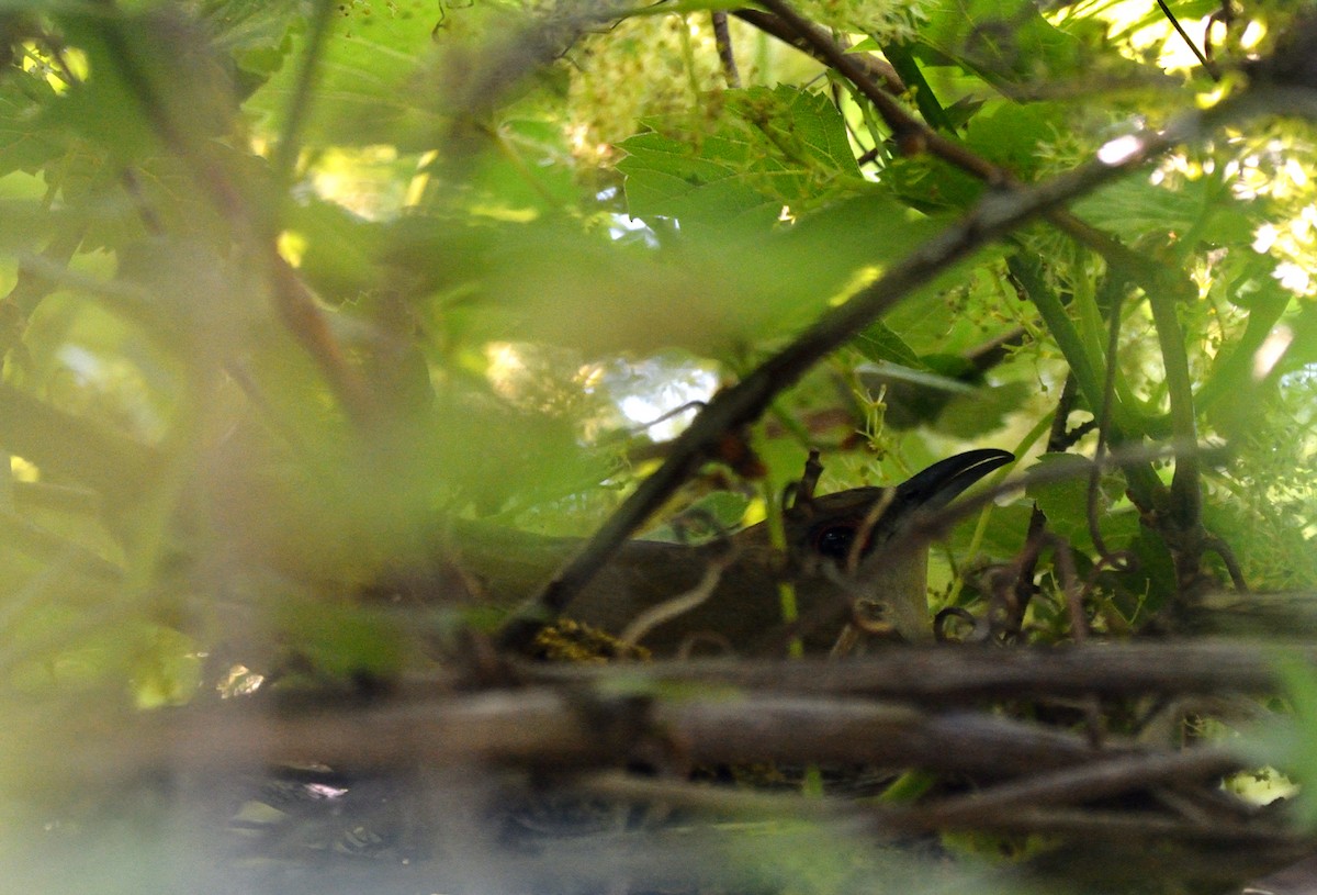 Black-billed Cuckoo - ML456783111