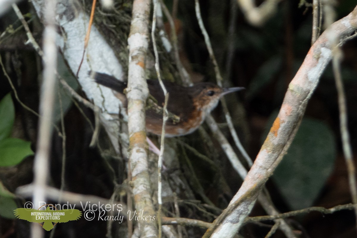 Silvered Antbird - ML456783141