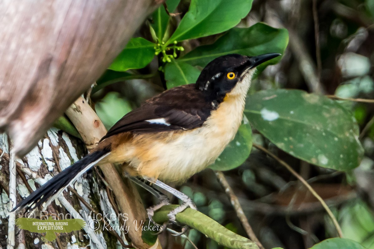 Black-capped Donacobius - Randy Vickers