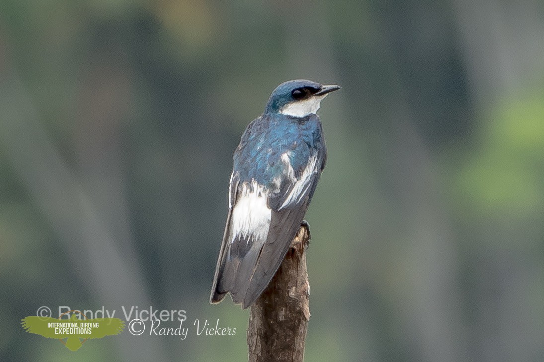 White-winged Swallow - Randy Vickers